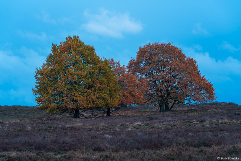 Bomengroep herfst heide Veluwe